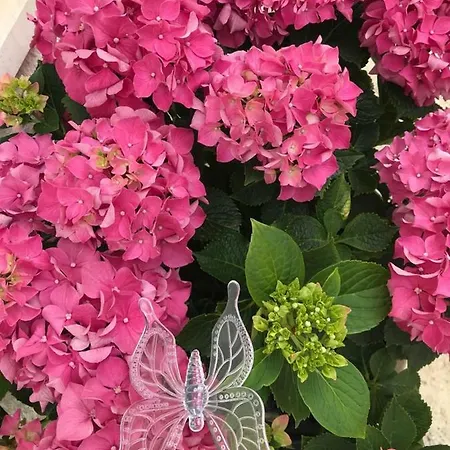Mardi